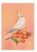 Cherry Cockatiel Giclée Canvas Print Sticky Beaks 28"x40"(70x100 cm) Canvas Print