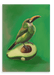 Avocado Aulacorhynchus (Green Toucanet) Giclée Canvas Print Sticky Beaks 28"x40"(70x100 cm) Canvas Print