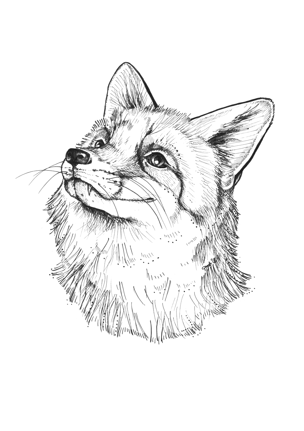 Friendly Fox Matte Art Print Ink Drawings A3 (29.7 X 42 cm) Art Print