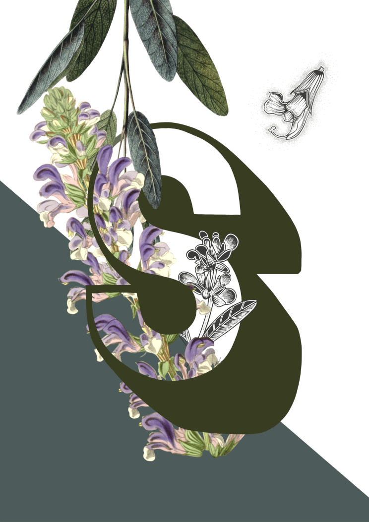 Botanical Alphabet S Matte Art Print Botanical Alphabet Art Print