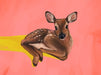 Friendly Fawn Giclée Art Print Creature Features Art Print
