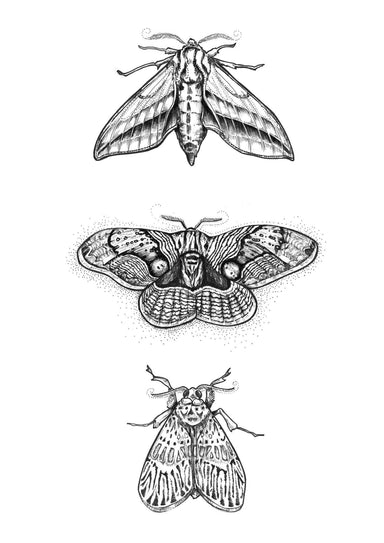 3 Moths Matte Art Print