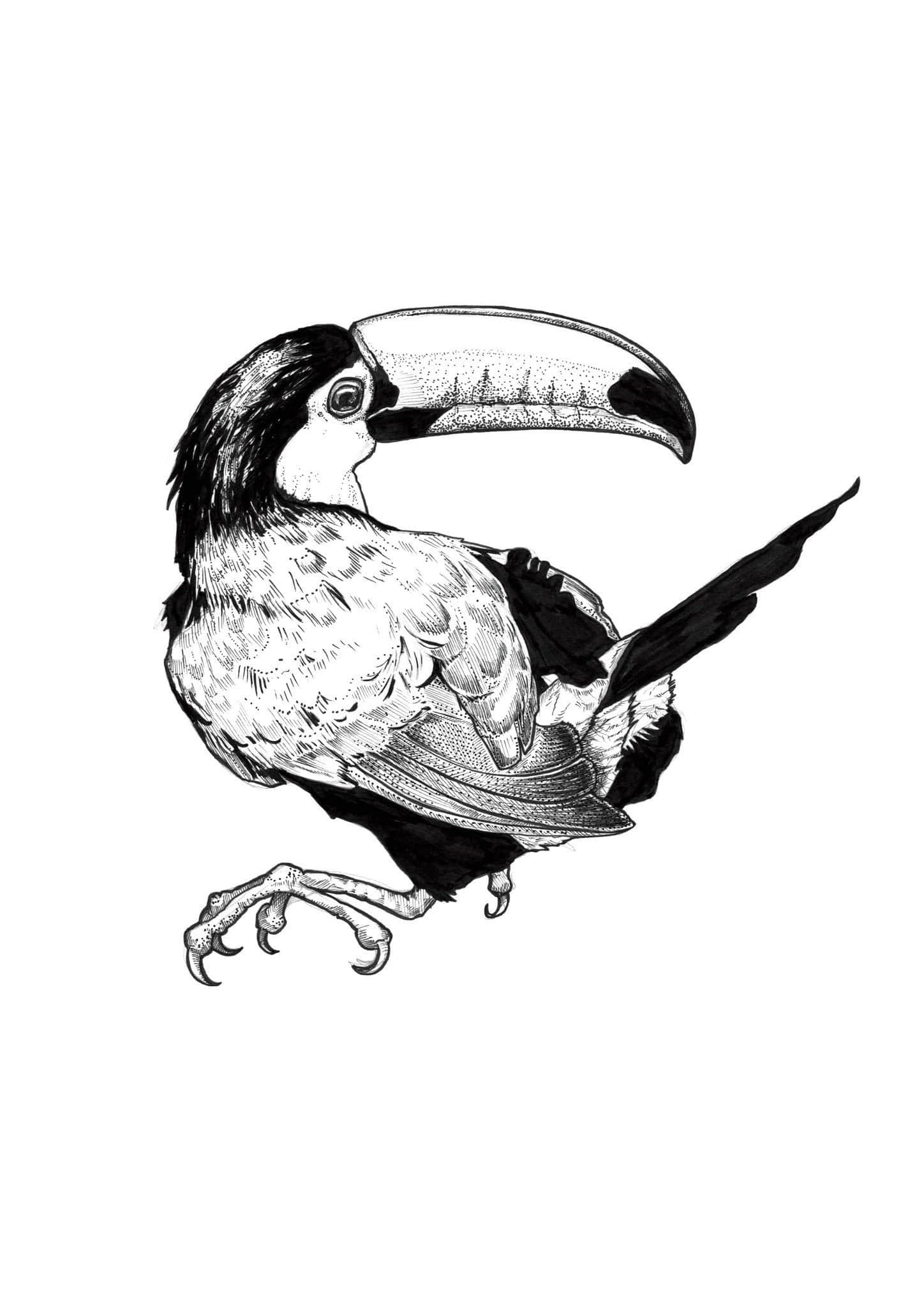 Toucan Ink Drawing Matte Art Print