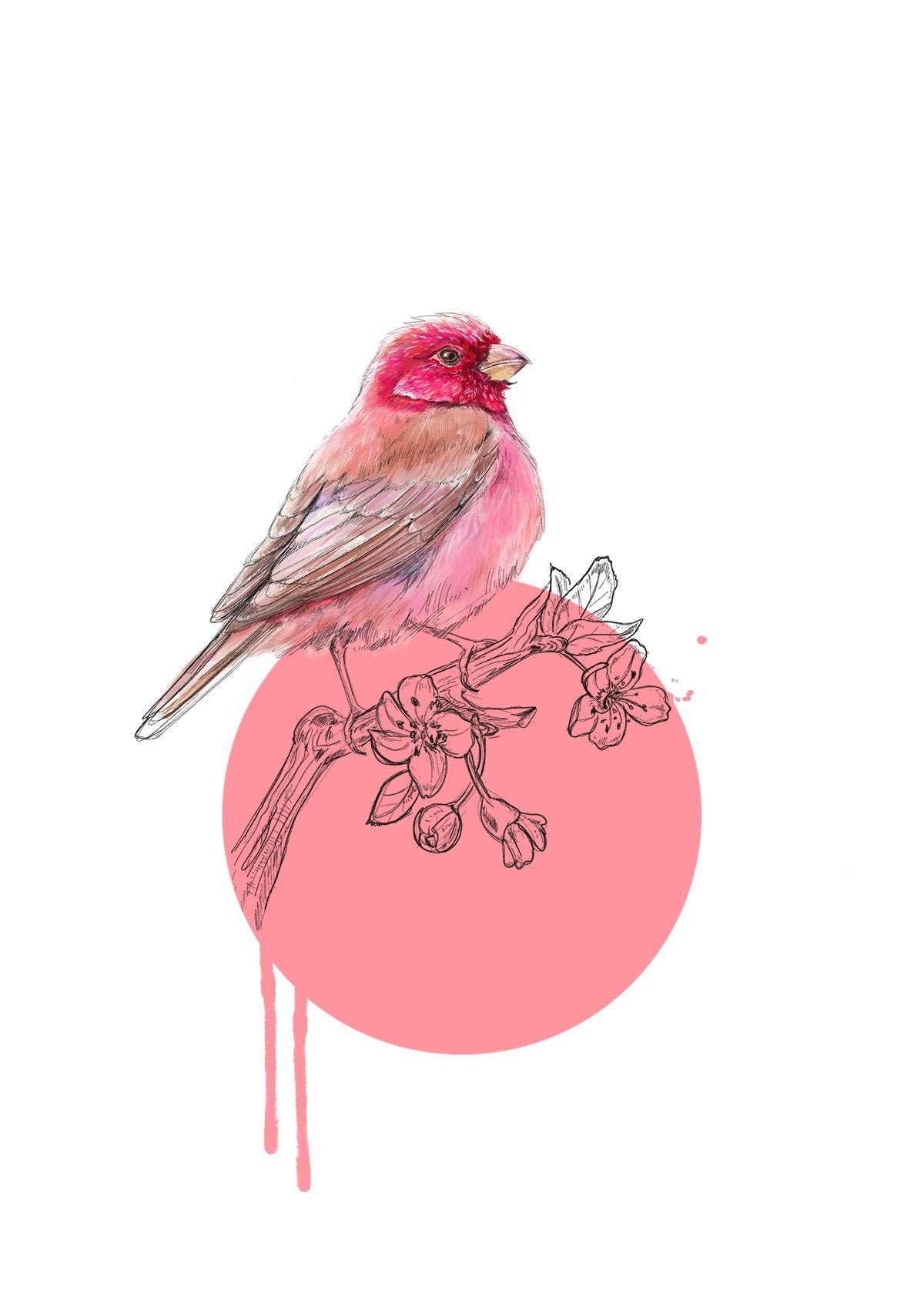 Rose Finch A3 Giclée Print