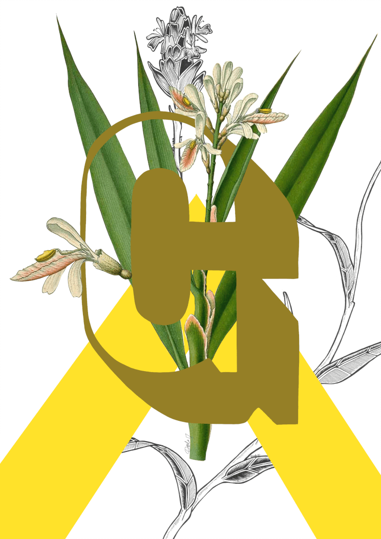 Botanical Alphabet G A4 Print