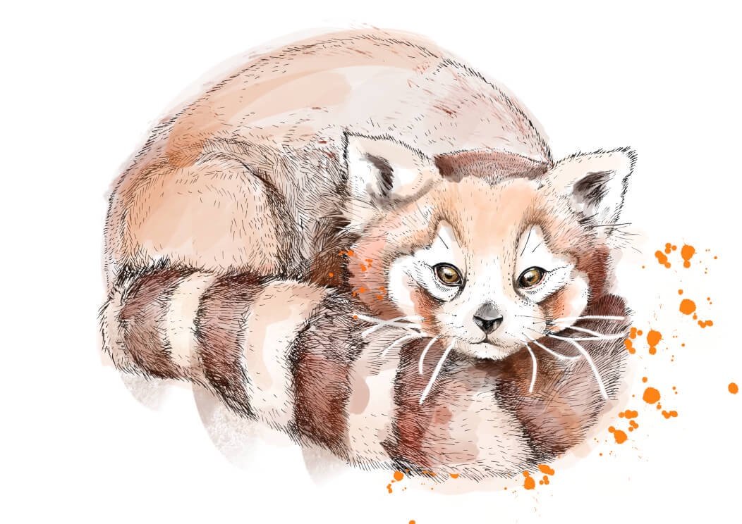 Red Panda A4 Print