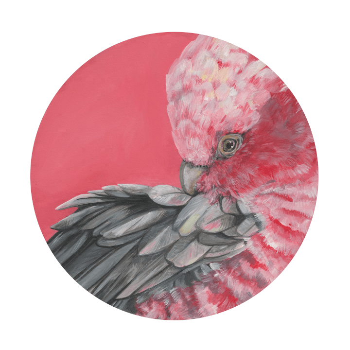 Galah 8" Giclée Print