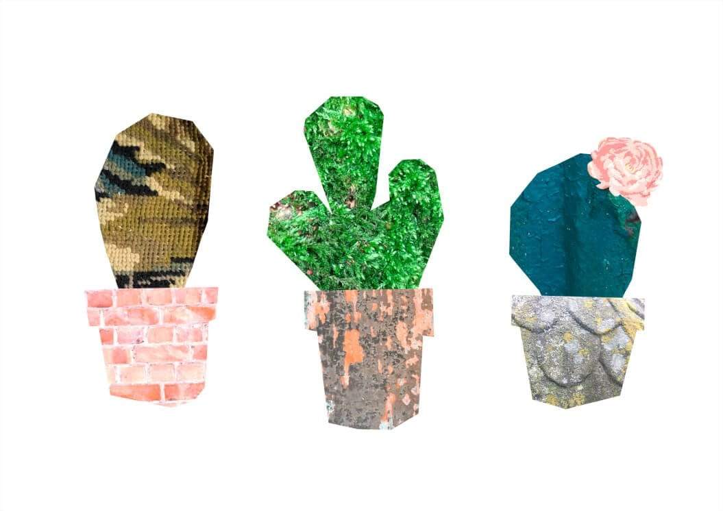 This image contains Green,Cactus,Plant,Rock,,