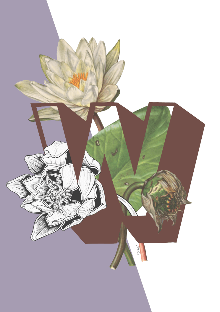 Botanical Alphabet W A2 Print