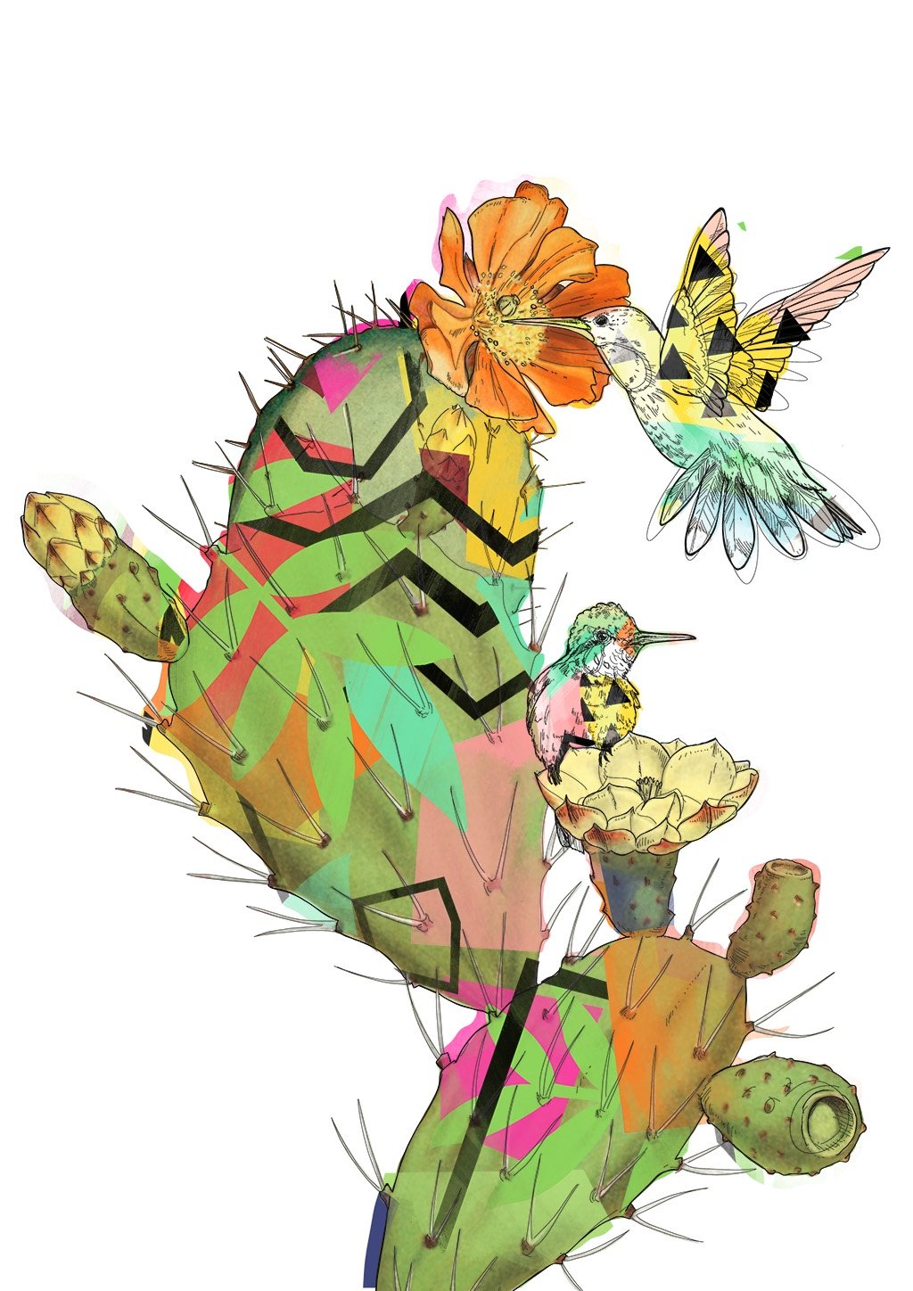Hummingbird Cactus A3 Print