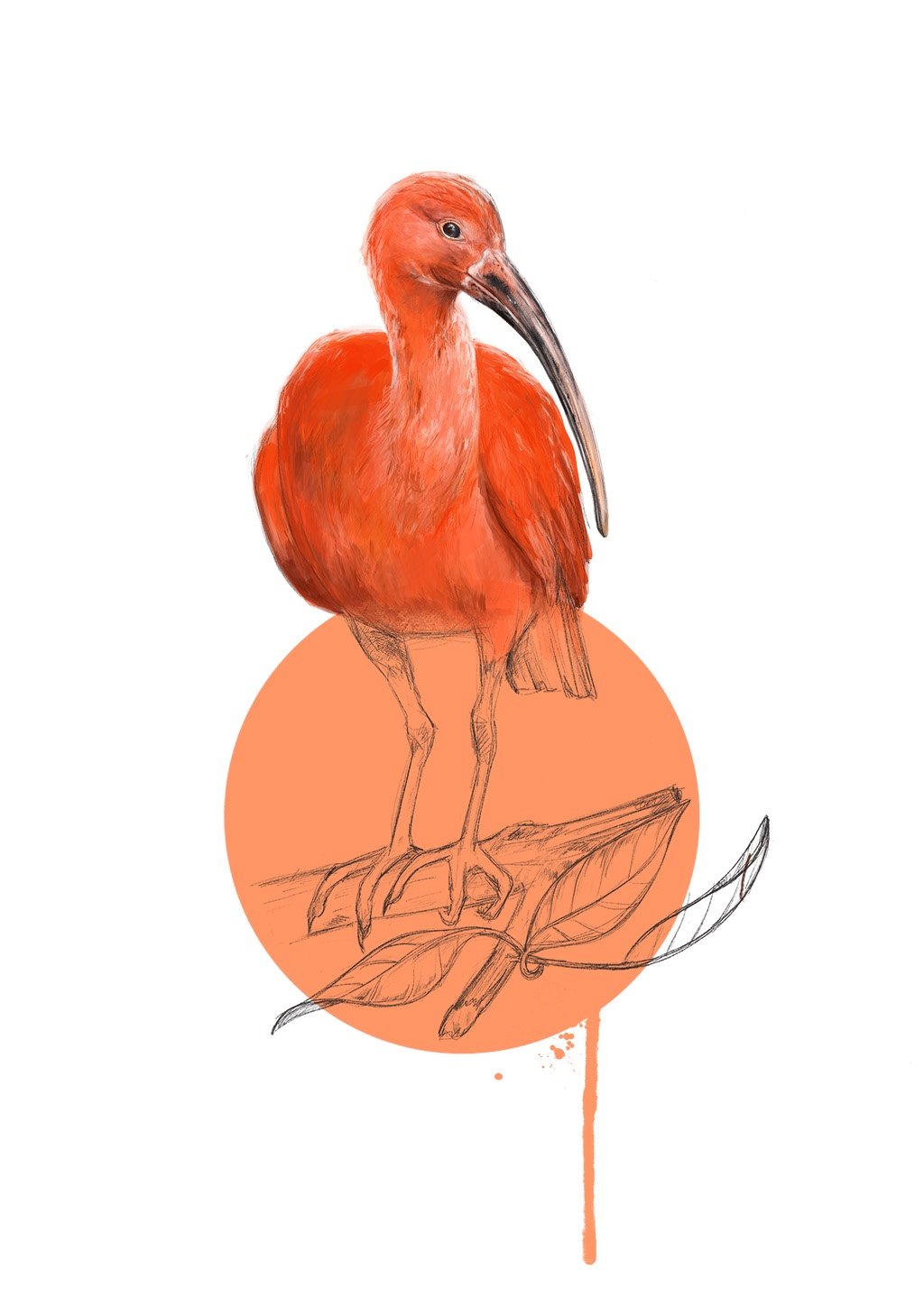 Scarlet Ibis A3 Giclée Print