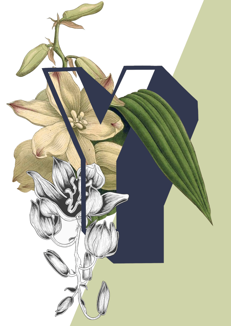 Botanical Alphabet Y A3 Print