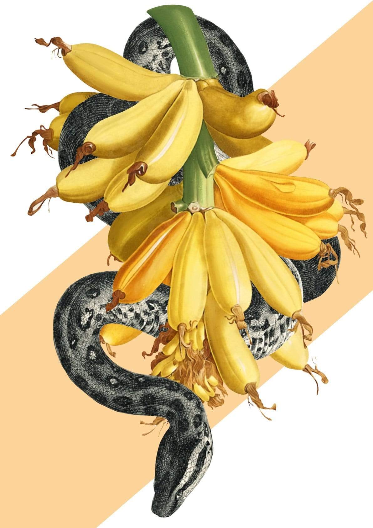 Banana Snake Matte Art Print
