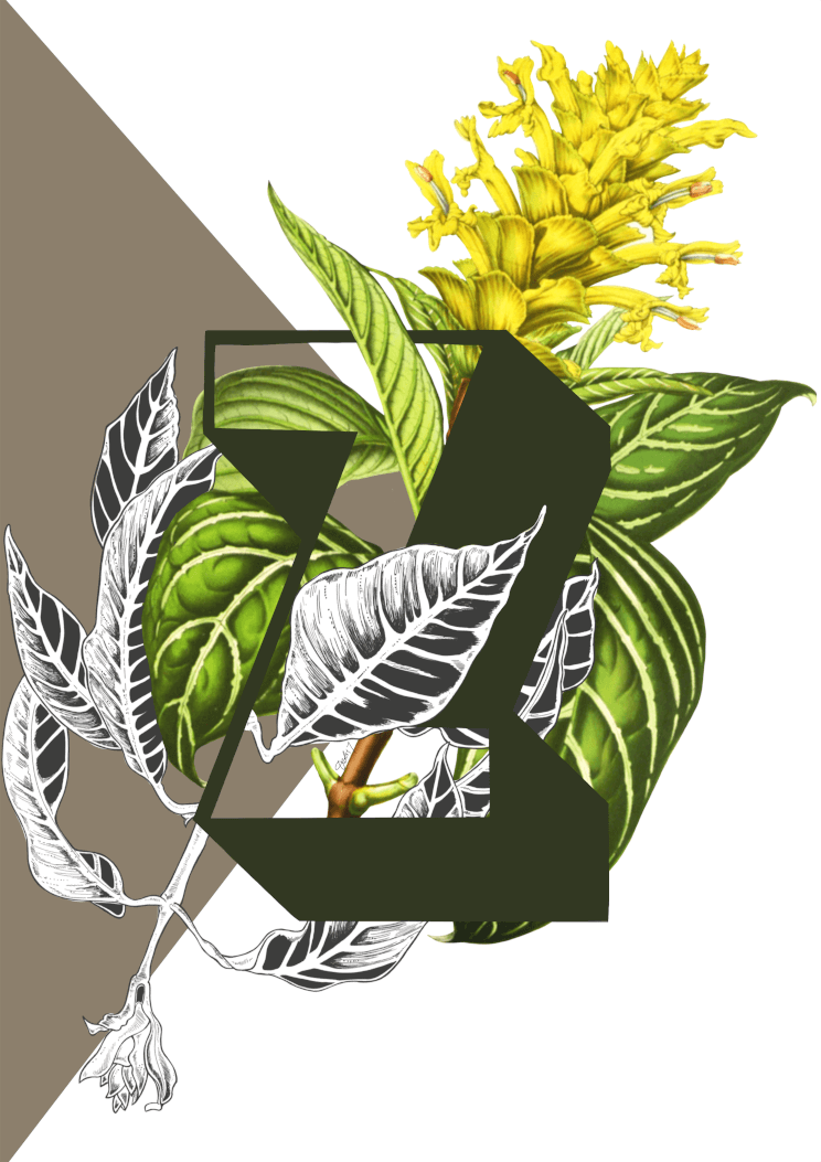 Botanical Alphabet Z A4 Print