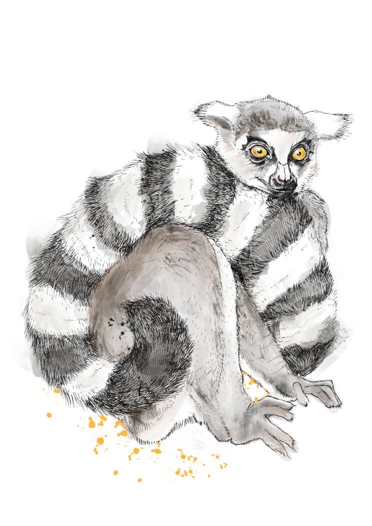 Lemur A4 Print