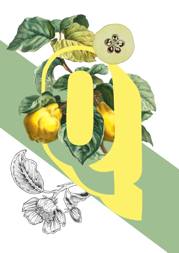 Botanical Alphabet Q A4 Print