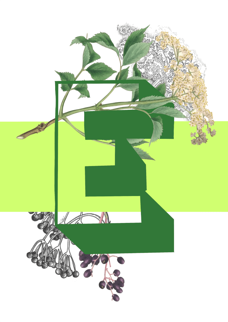 Botanical Alphabet E A3 Print