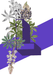This image contains Lilac,Lavender,Flower,Purple,Plant,Violet