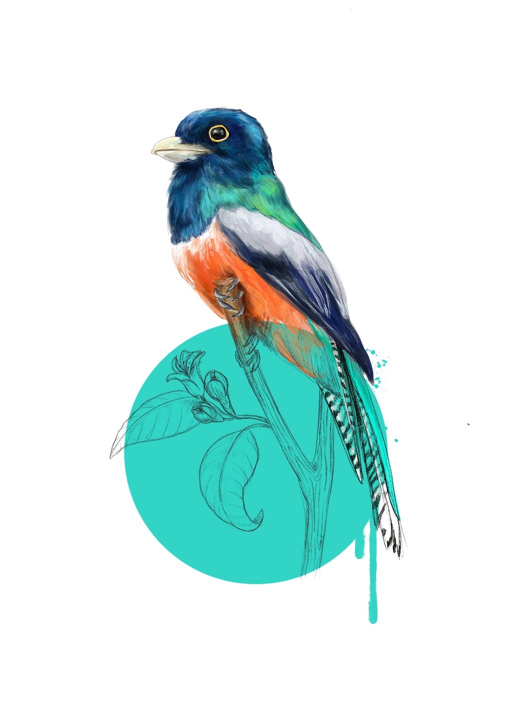 Blue Crowned Trogon A3 Giclée Print