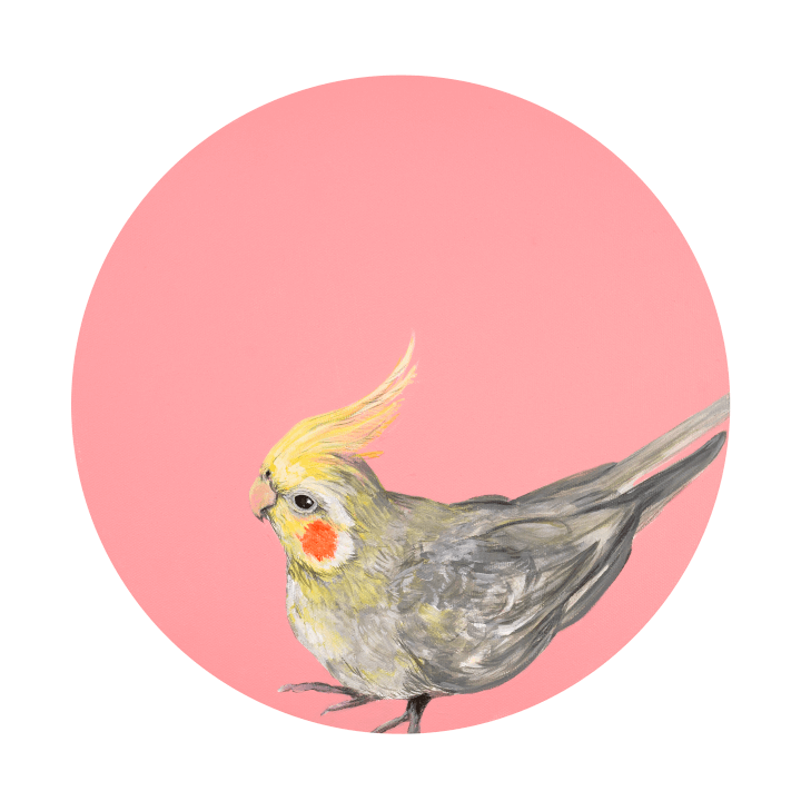 Cockatiel 8" Giclée Print