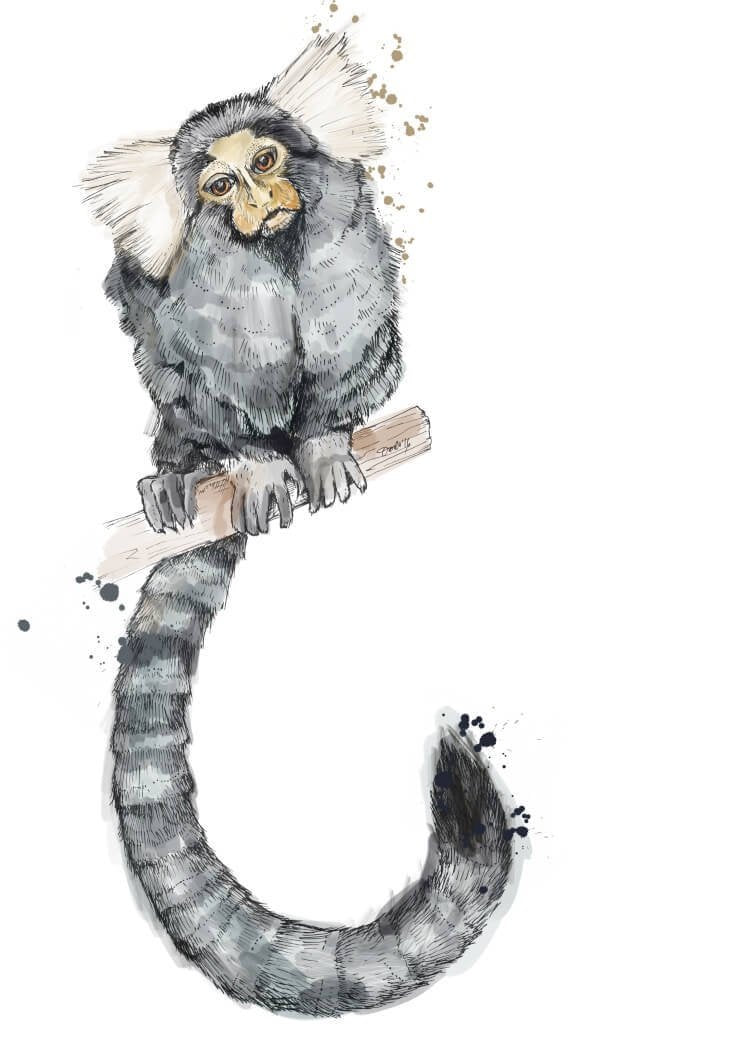 Marmoset A4 Print