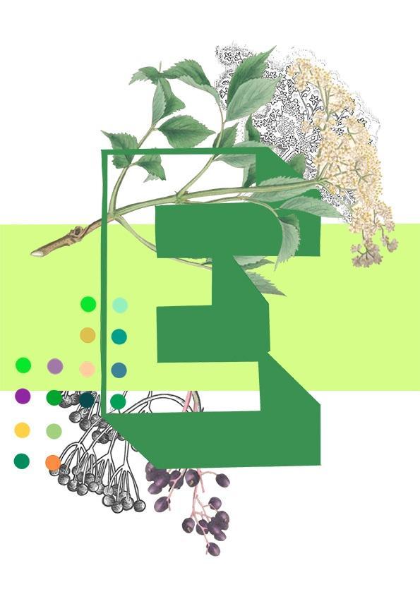 Botanical Alphabet E Greeting Card