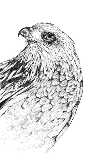 Falcon Matte Art Print