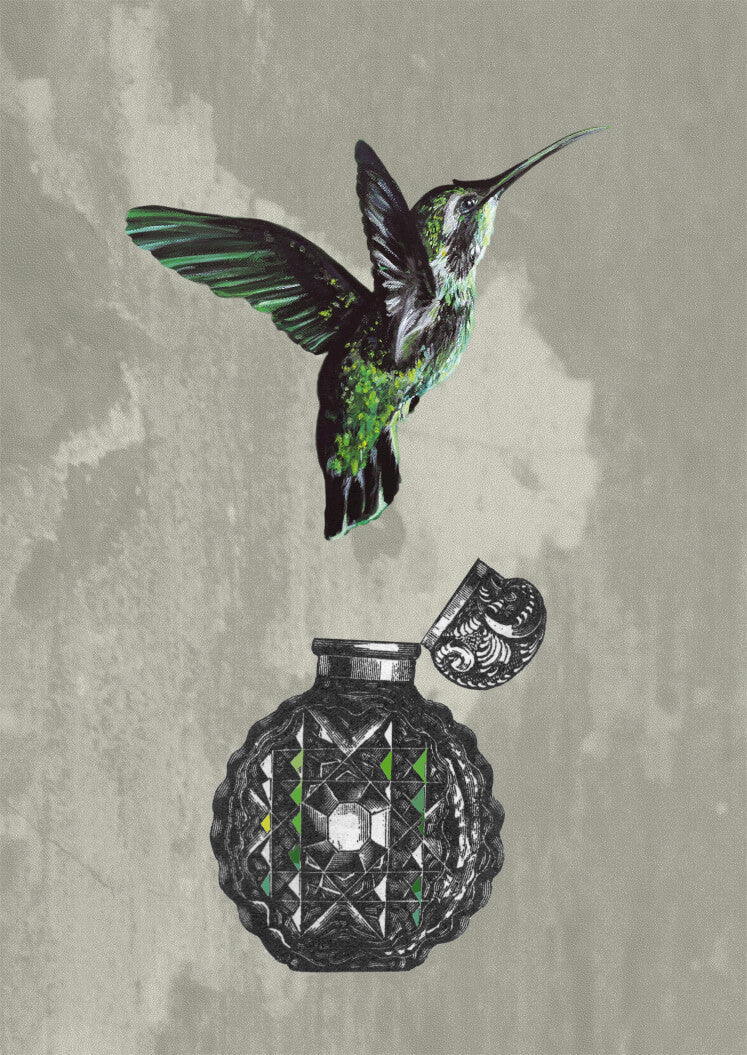 Hummingbird Perfume A4 Print