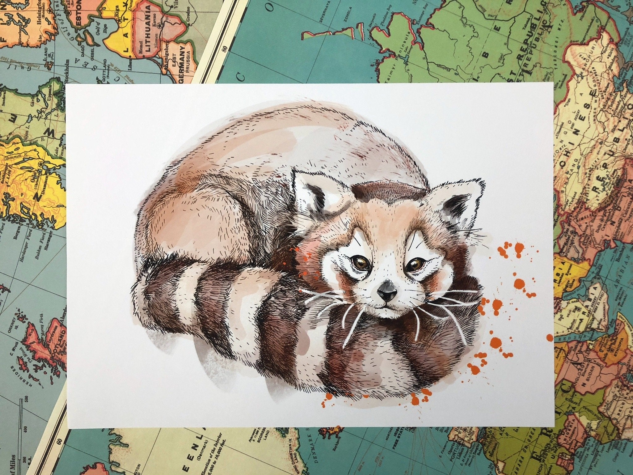 Red Panda A4 Print