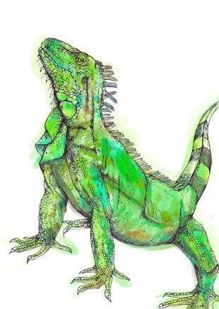 Reptiles & Amphibians Greeting Card Set