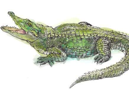 Reptiles & Amphibians Greeting Card Set