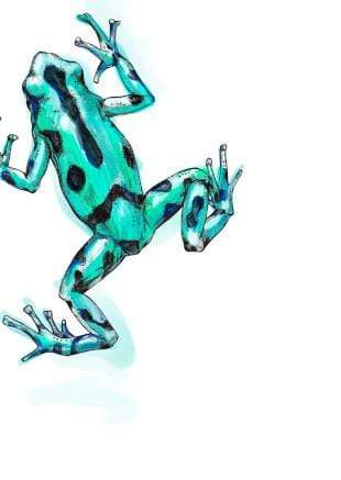 Reptiles & Amphibians Greeting Card Set