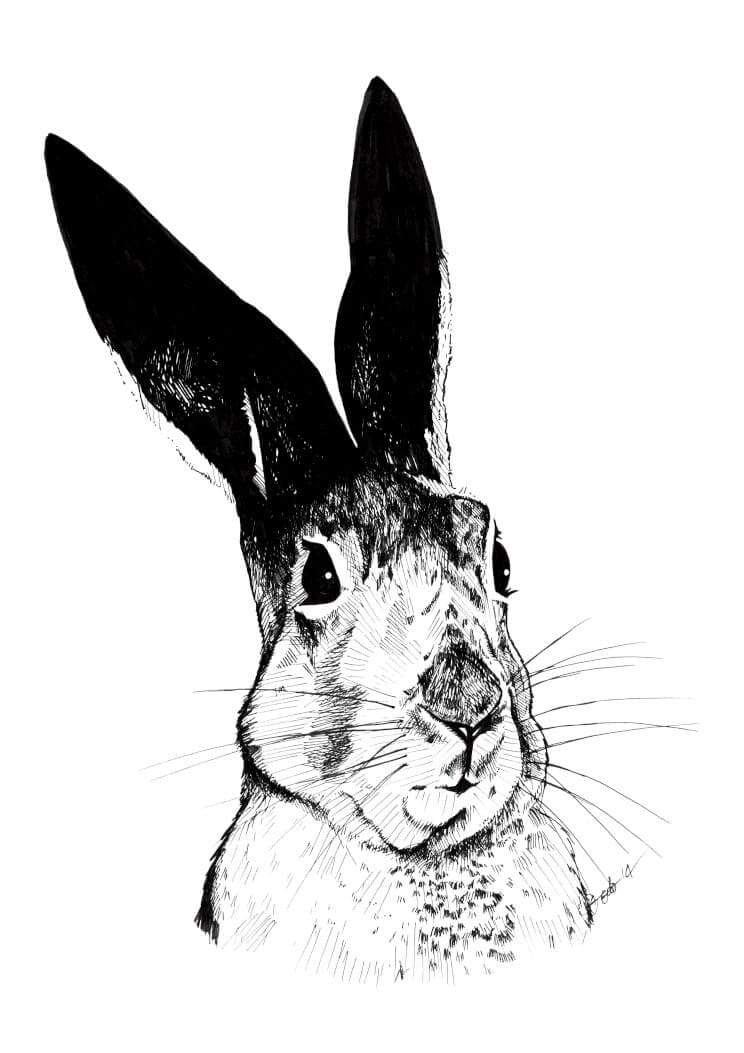 Skeptical Hare Matte Art Print