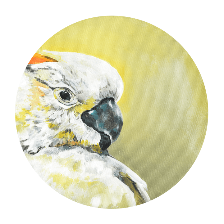 Sulphur Crested Cockatoo 8" Giclée Print