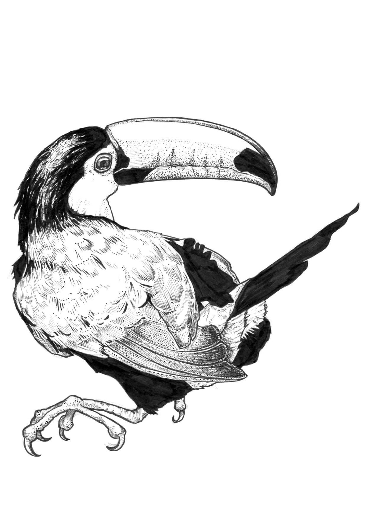 Toucan Greeting Card