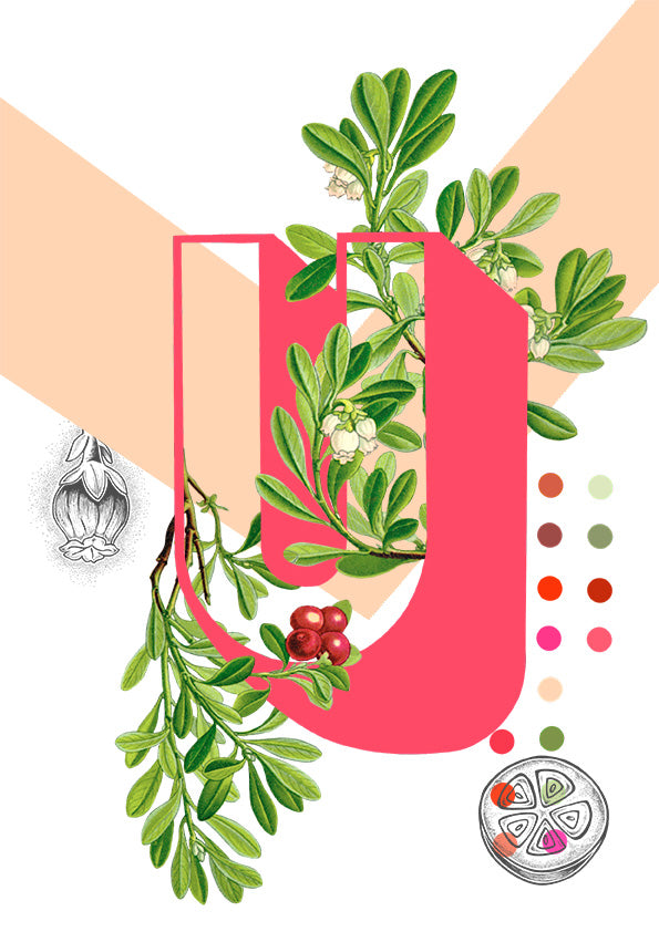 Botanical Alphabet Greeting Card Top Up Pack