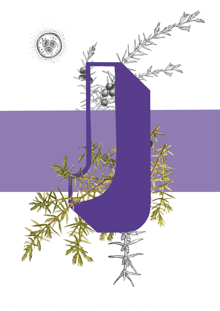 Botanical Alphabet J A3 Print