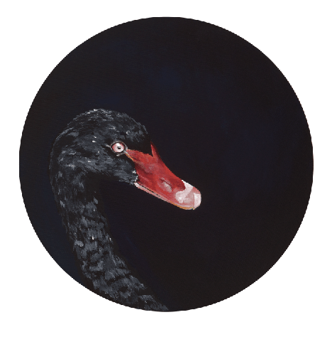 Black Swan 8" Giclée Print