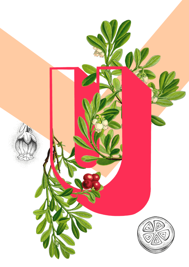 Botanical Alphabet U A4 Print