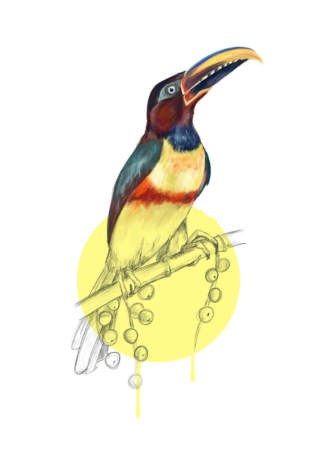 Chestnut Eared Araçari A4 Giclée Print