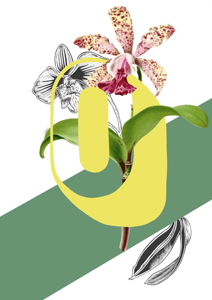 Botanical Alphabet O A3 Print
