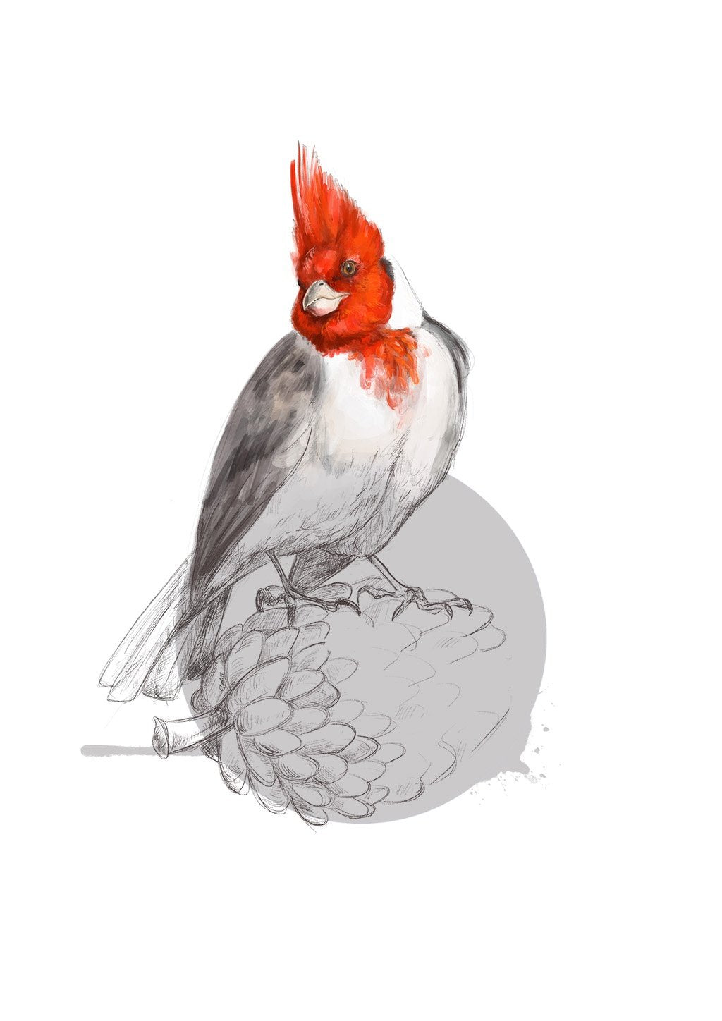 Red Crested Cardinal A4 Giclée Print