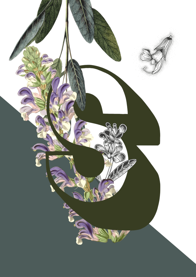 Botanical Alphabet S A4 Print