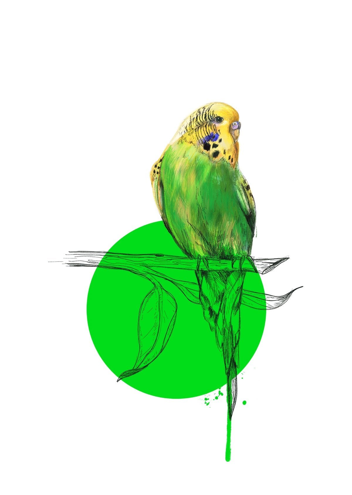 Budgie A3 Giclée Print