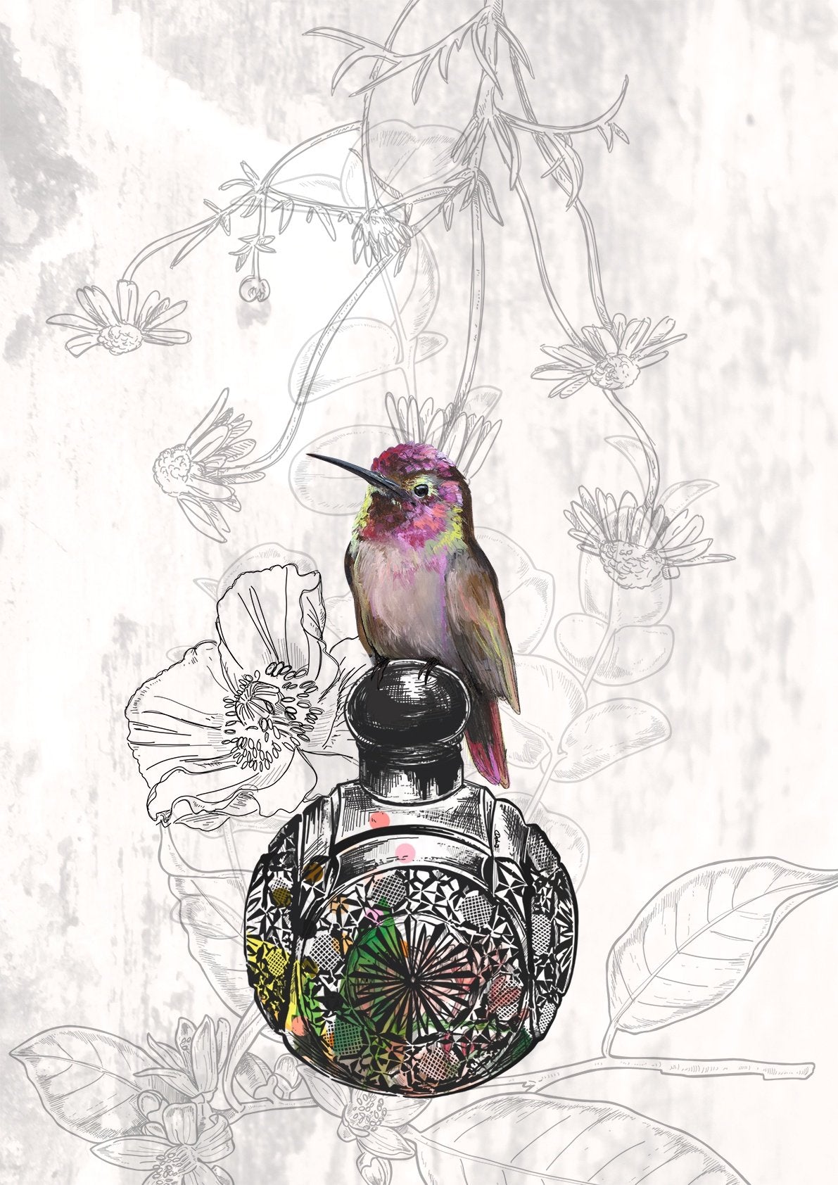 Les Parfums Colibri Rose A3 Print