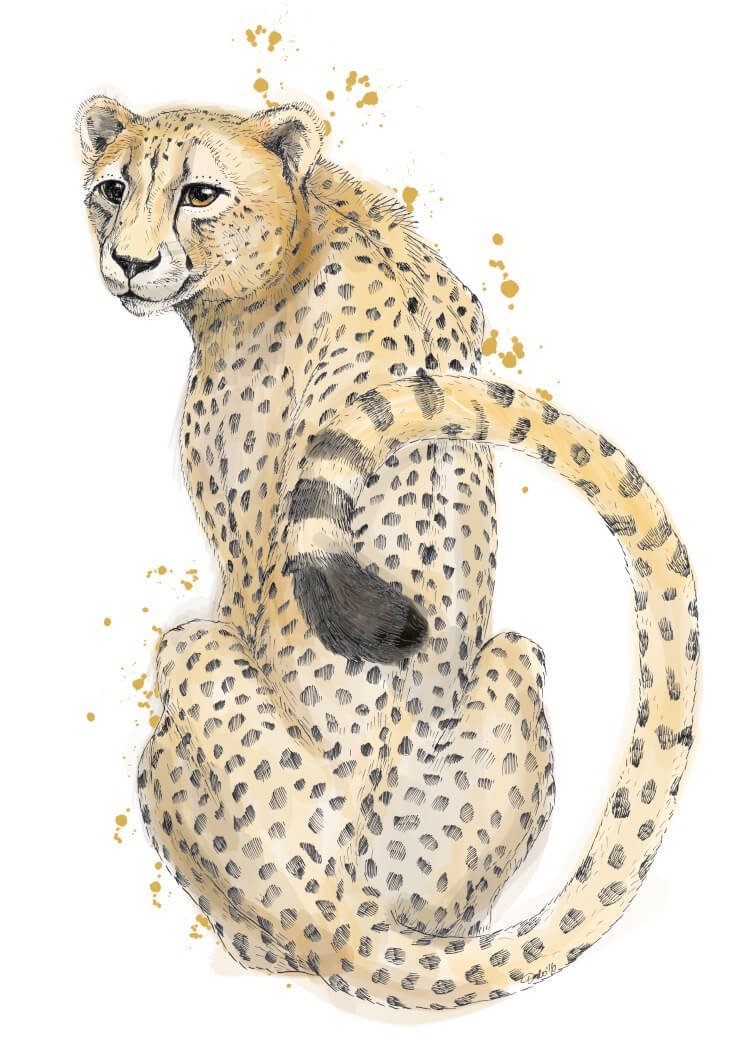 Cheetah Sits A4 Print