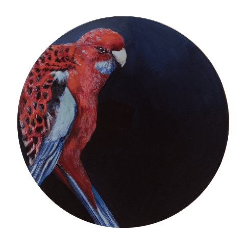 Crimson Rosella 8" Giclée Print