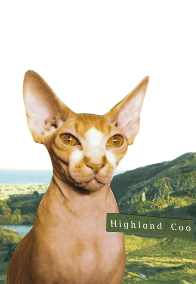 Highland Coo Greeting Card - Card by diedododa