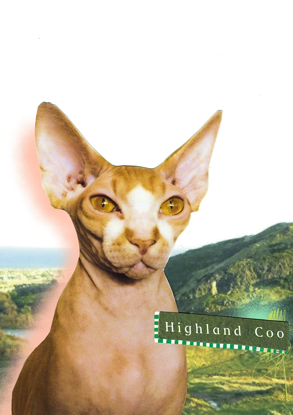 x323 Highland Coo 
