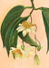 x9116 Tree Flowers - Passionflower original 300DPI